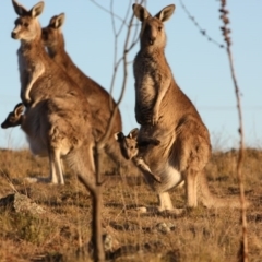 Macropus giganteus (Eastern Grey Kangaroo) at Farrer, ACT - 8 Aug 2017 by AlexSof