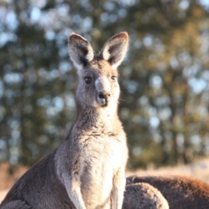 Macropus giganteus at Farrer, ACT - 8 Aug 2017