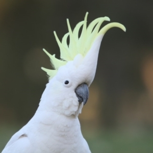 Cacatua galerita at Forrest, ACT - 3 Sep 2017