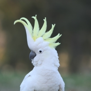 Cacatua galerita at Forrest, ACT - 3 Sep 2017