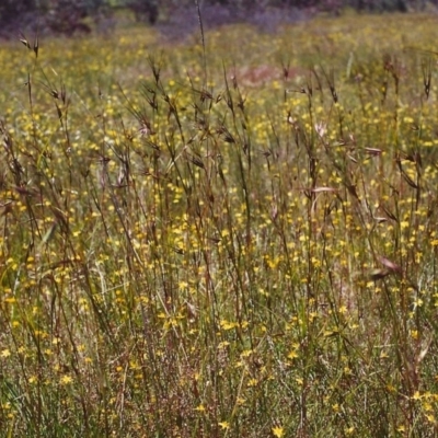 Tricoryne elatior (Yellow Rush Lily) at Conder, ACT - 27 Nov 1999 by michaelb