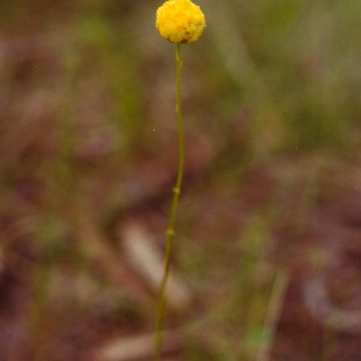 Craspedia variabilis (Common Billy Buttons) at Tuggeranong Hill - 19 Nov 1999 by michaelb