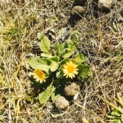 Cymbonotus sp. (preissianus or lawsonianus) (Bears Ears) at Conder, ACT - 27 Sep 1999 by michaelb