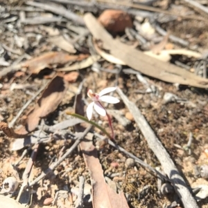 Caladenia fuscata at Canberra Central, ACT - suppressed