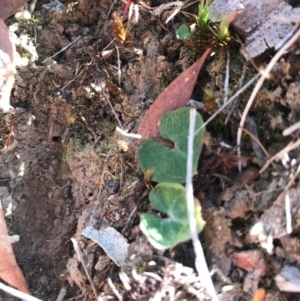 Acianthus sp. at Canberra Central, ACT - 9 Sep 2017