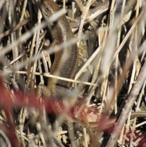 Carlia tetradactyla at Kambah, ACT - 9 Sep 2017 11:59 AM