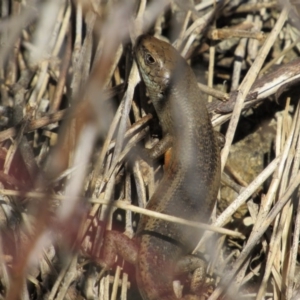 Carlia tetradactyla at Kambah, ACT - 9 Sep 2017 11:59 AM