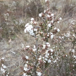 Styphelia attenuata at Wanniassa Hill - 9 Sep 2017 02:38 PM