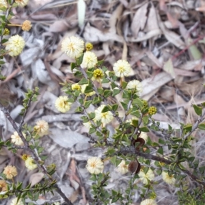 Acacia gunnii at Wanniassa Hill - 9 Sep 2017