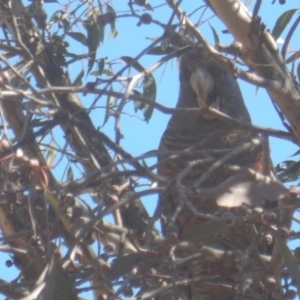 Callocephalon fimbriatum at Stromlo, ACT - suppressed