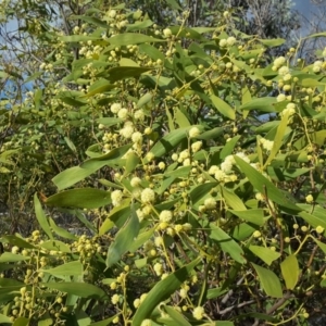 Acacia melanoxylon at Farrer, ACT - 9 Sep 2017