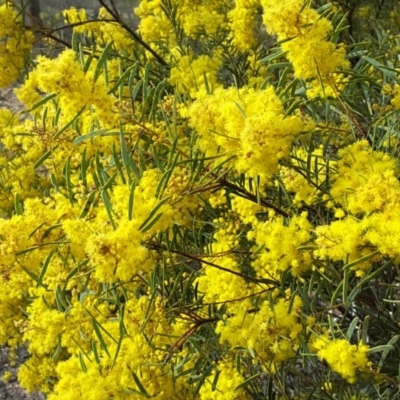 Acacia boormanii (Snowy River Wattle) at Farrer Ridge - 9 Sep 2017 by Mike