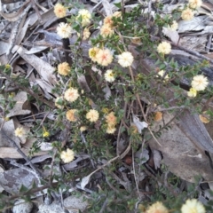 Acacia gunnii (Ploughshare Wattle) at Farrer Ridge - 9 Sep 2017 by Mike