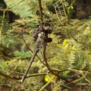 Anax papuensis at Isaacs, ACT - 9 Sep 2017 02:15 PM