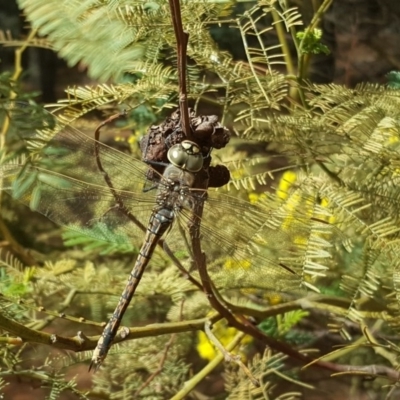 Anax papuensis (Australian Emperor) at Isaacs, ACT - 9 Sep 2017 by Mike