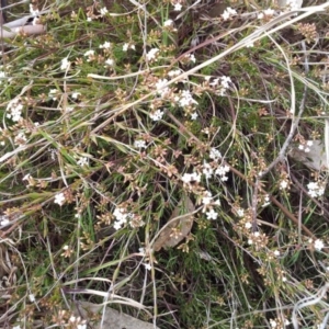 Leucopogon virgatus at Kambah, ACT - 9 Sep 2017