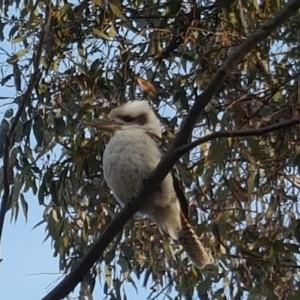 Dacelo novaeguineae at Isaacs, ACT - 9 Sep 2017 04:48 PM