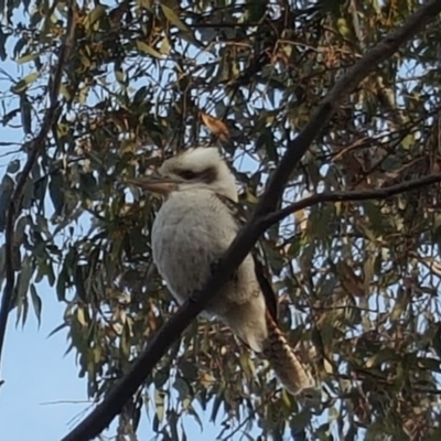 Dacelo novaeguineae (Laughing Kookaburra) at Isaacs, ACT - 9 Sep 2017 by Mike