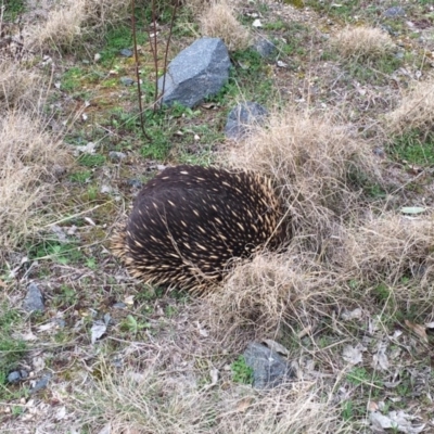 Tachyglossus aculeatus (Short-beaked Echidna) at Woodstock Nature Reserve - 9 Sep 2017 by AdamfromOz