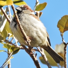 Passer domesticus (House Sparrow) at Greenway, ACT - 7 Sep 2017 by JohnBundock