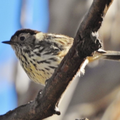 Pyrrholaemus sagittatus (Speckled Warbler) at Fraser, ACT - 8 Sep 2017 by JohnBundock