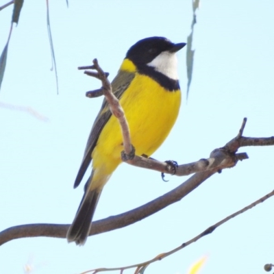 Pachycephala pectoralis (Golden Whistler) at Fraser, ACT - 9 Sep 2017 by JohnBundock