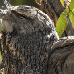 Podargus strigoides (Tawny Frogmouth) at Fraser, ACT - 9 Sep 2017 by JohnBundock