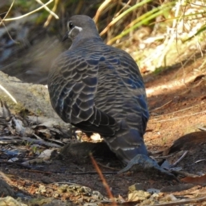 Phaps chalcoptera at Fraser, ACT - 9 Sep 2017