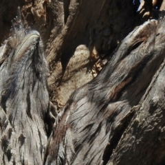 Podargus strigoides (Tawny Frogmouth) at Gungahlin, ACT - 9 Sep 2017 by JohnBundock