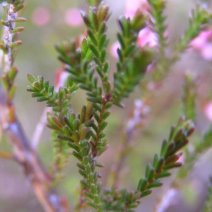 Micromyrtus ciliata at Tennent, ACT - 8 Sep 2017