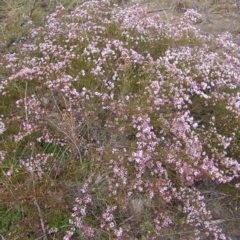 Micromyrtus ciliata at Tennent, ACT - 8 Sep 2017