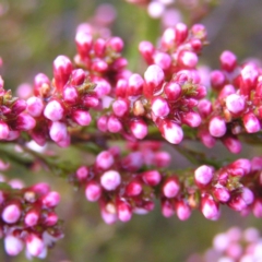 Micromyrtus ciliata at Tennent, ACT - 8 Sep 2017