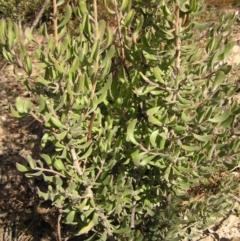 Persoonia rigida (Hairy Geebung) at Tennent, ACT - 8 Sep 2017 by MatthewFrawley