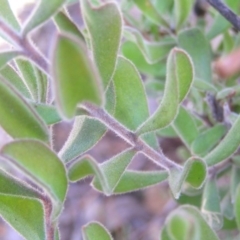 Persoonia rigida at Tennent, ACT - 8 Sep 2017 09:12 AM