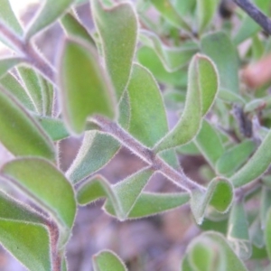 Persoonia rigida at Tennent, ACT - 8 Sep 2017 09:12 AM