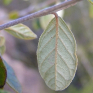 Pomaderris sp. at Tennent, ACT - 8 Sep 2017