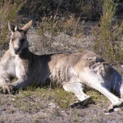 Macropus giganteus (Eastern Grey Kangaroo) at Kambah, ACT - 9 Sep 2017 by MatthewFrawley