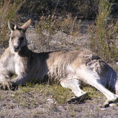 Macropus giganteus (Eastern Grey Kangaroo) at Mount Taylor - 8 Sep 2017 by MatthewFrawley