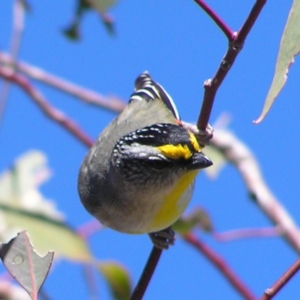 Pardalotus striatus at Kambah, ACT - 9 Sep 2017 10:38 AM