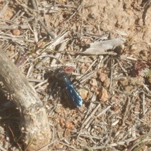 Austroscolia soror at Stromlo, ACT - 9 Sep 2017