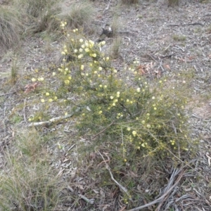 Acacia ulicifolia at Canberra Central, ACT - 10 Sep 2017 02:29 PM