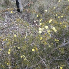 Acacia ulicifolia at Canberra Central, ACT - 10 Sep 2017 02:29 PM