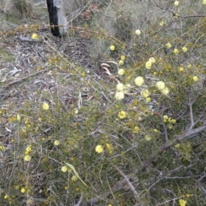 Acacia ulicifolia at Canberra Central, ACT - 10 Sep 2017 02:29 PM