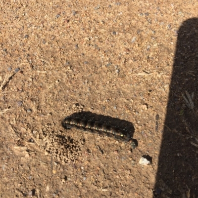 Apina callisto (Pasture Day Moth) at Greenway, ACT - 9 Sep 2017 by Quantumcat