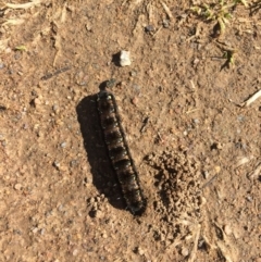 Apina callisto at Greenway, ACT - 10 Sep 2017