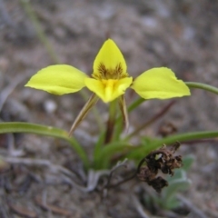 Diuris chryseopsis (Golden Moth) at Mount Taylor - 9 Sep 2017 by MatthewFrawley