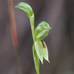 Bunochilus umbrinus (ACT) = Pterostylis umbrina (NSW) at suppressed - suppressed