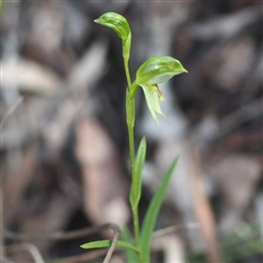 Bunochilus umbrinus (ACT) = Pterostylis umbrina (NSW) at suppressed - suppressed