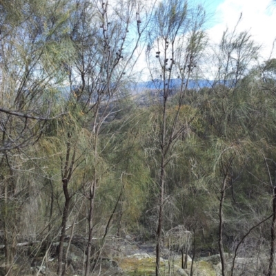 Allocasuarina verticillata (Drooping Sheoak) at Mount Taylor - 8 Sep 2017 by RosemaryRoth