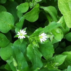 Stellaria media at Hughes, ACT - 9 Sep 2017 12:00 AM